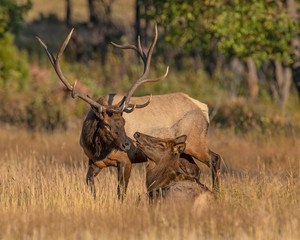 Elk in the Rocky Mountains