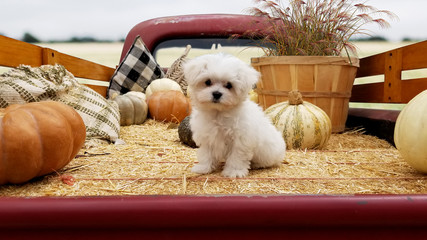 White puppy on hay truck