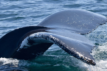 Closeup of whale fluke with interesting pattern, scratches, and barnacles on left fluke edge.