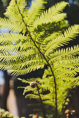fern leaf shining with backlit sunlight with garden bokeh