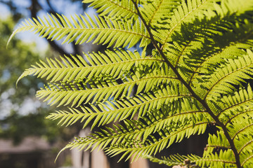 fern leaf shining with backlit sunlight with garden bokeh