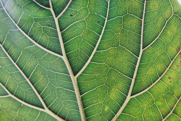 fiddle leaf fig close-up with vibrant green and crisp veins in the centre of the frame and soft bokeh
