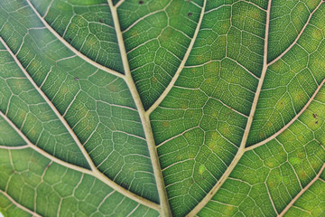 fiddle leaf fig close-up with vibrant green and crisp veins in the centre of the frame and soft bokeh