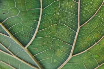fiddle leaf fig close-up with vibrant green and crisp veins in the centre of the frame and soft bokeh