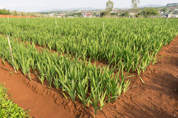 Fototapeta premium Gladiolus