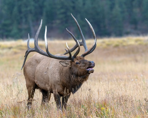 Elk in the Rocky Mountains