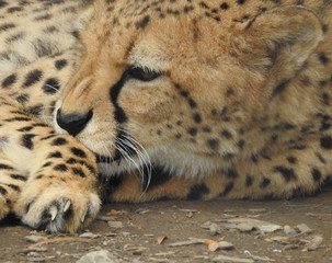 Licking Cheetah