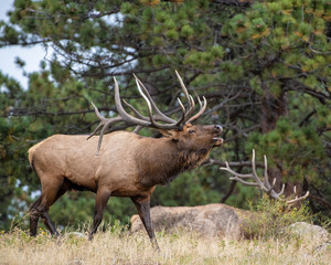Elk in the Rocky Mountains