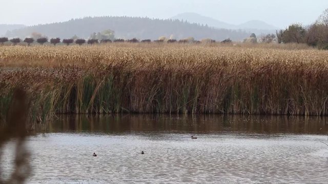 Shot zooming out of ducks swimming around long grass with and farm land in the background.
