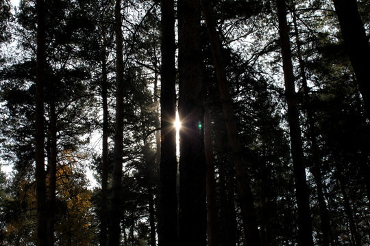 autumn photo rays of the sun through the silhouettes of trees in a pine forest
