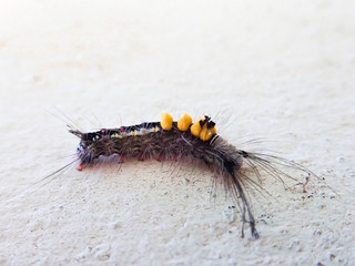 The brown hairy caterpillar has three yellow spots on the wall.