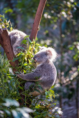 Koala sitting in a tree in a zoo in Queensland 
