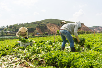 unknown farmers harvesting the sallad , no face