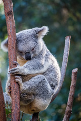 Koala sitting in a branch in a zoo in Queensland 