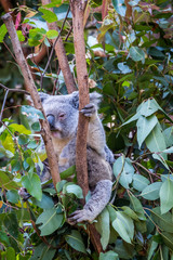 Koala sitting in a tree in a zoo in Queensland 