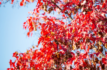 autumn branches with leaves on a blue sky background. Beautiful Autumn Background. natural texture