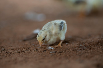 The little chicken find food on the ground