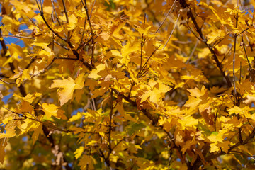 Autumn leaves are red yellow and green. Beautiful Autumn Background.