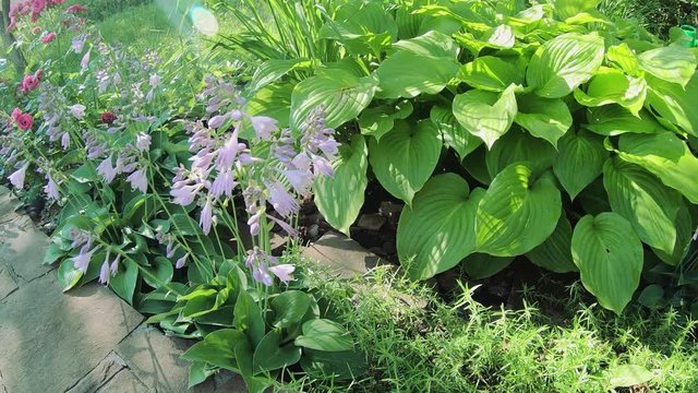 Green leaves hosta sway in the wind in the early morning. Beautiful composition in the garden from different varieties of hosts.