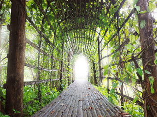 Arch creeper plant entrance gate with sunlight