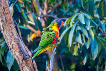 Rainbow lorikeet sitting on a branch in a Zoo in Queensland