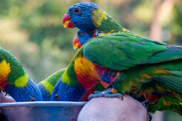 Rainbow lorikeets feeding in a Zoo in Queensland