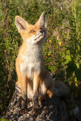 Fototapeta premium red fox