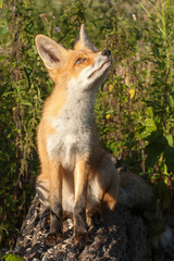 red fox