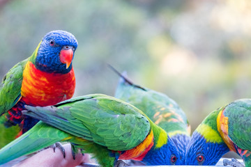 Rainbow lorikeets feeding in a Zoo in Queensland