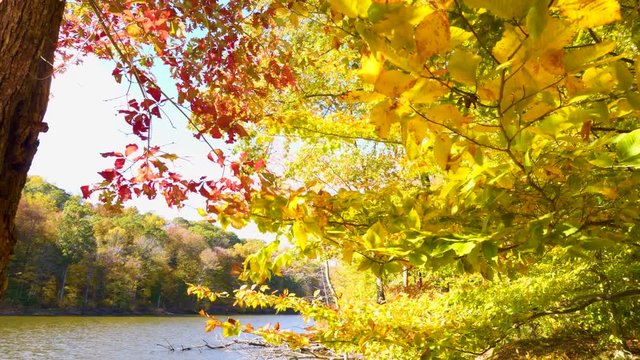 Yellow and red fall leaves on trees blow in the wind