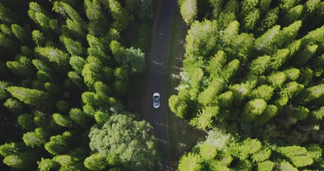 Aerial view of a white car driving on a country road surrounded by green pine tree forest land, eco friendly sustainable future concept