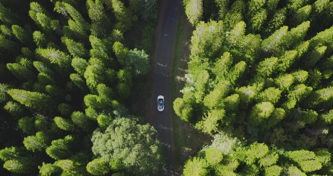 Aerial view of a white car driving on a country road surrounded by green pine tree forest land, eco friendly sustainable future concept