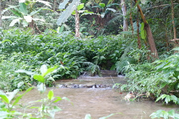 garden with pond and plants