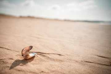 Shell on the sandy ground in the Desert