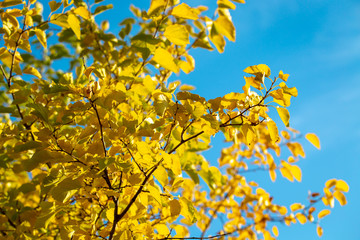 autumn branches with leaves on a blue sky background. Beautiful Autumn Background. natural texture
