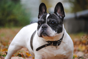 french bulldog in the autumn park 