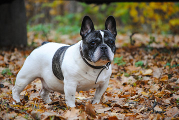 french bulldog in the autumn park 