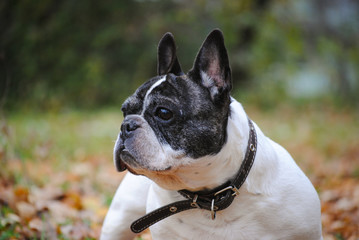 french bulldog in the autumn park 