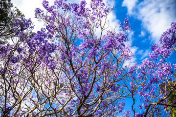 Jacaranda tree with purple flowers