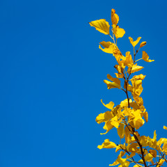 autumn background. yellow leaves on a background of blue sky. natural background