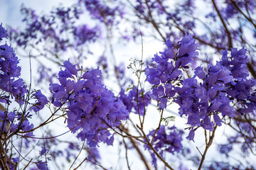 Jacaranda tree with purple flowers