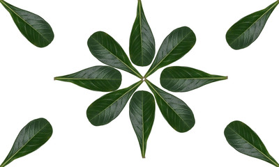 branch with green leaves isolated on white background