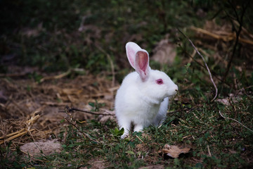 white rabbit in the grass
