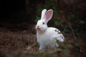 white rabbit in the grass
