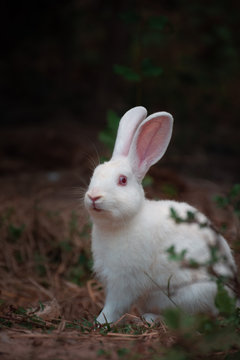 white rabbit in the garden