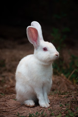 white rabbit in the grass