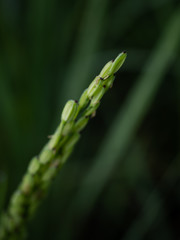 Rice is an economic crop in Asia