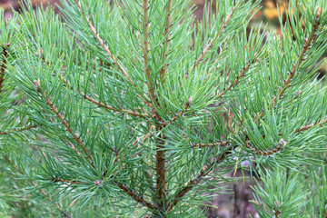 Green pine branch forest background