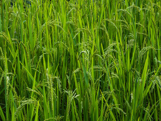 Rice is an economic crop in Asia