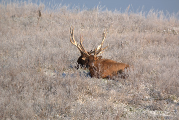 Bull Elk in eary snow in autumn in a mountain meados